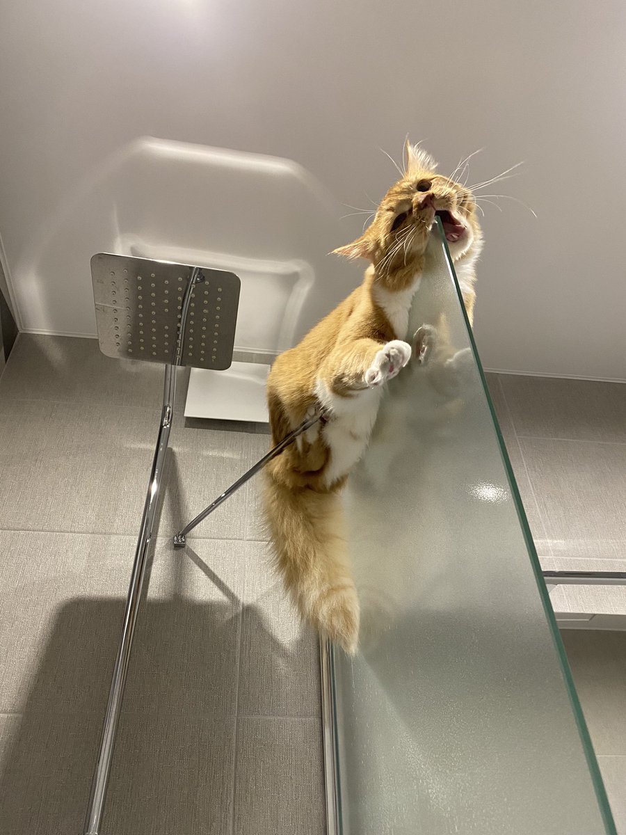 ValeryKovaa's tweet photo. I am considering to launch an #nft of Richard. He feels like the world doesn’t appreciate him enough. https://t.co/FQNqNyqchH