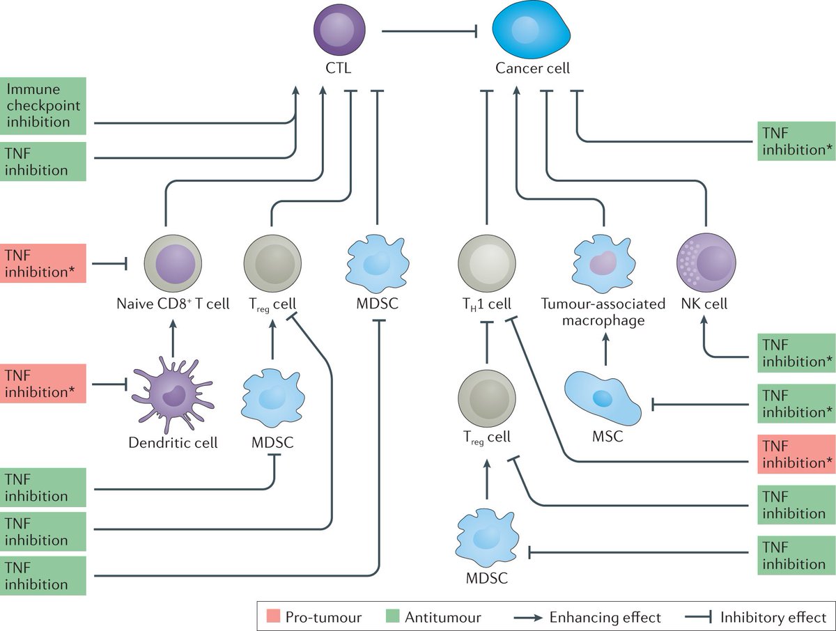NatRevRheumatol's tweet image. #AprilIssue | TNF inhibitors are used to treat immune-related adverse events caused by immune checkpoint inhibitors (ICIs). However, whether #TNF inhibition compromises the efficacy of #ICI therapy is unknown. @lovetolearn27 @wolchokj  

Learn more here go.nature.com/3rqW7Vq
