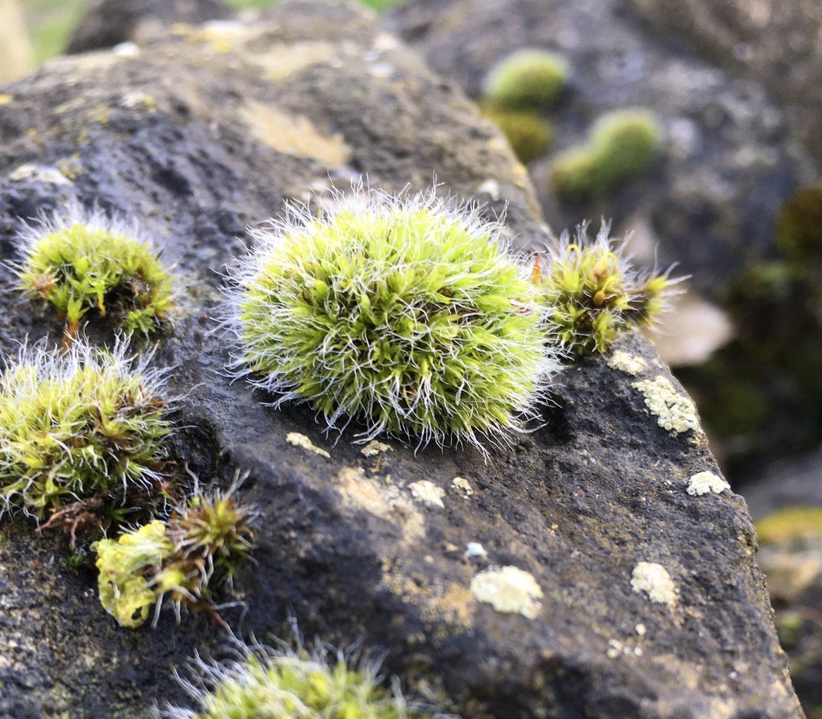 LaxtonJunior's tweet photo. Our #LJSYear5 Photographers worked on macro photography this week, exploring the world of the small. They got in close, looking for patterns in nature and for things of interest. These images are brilliant examples! #WeAreLJS https://t.co/SzLRdf2lVG