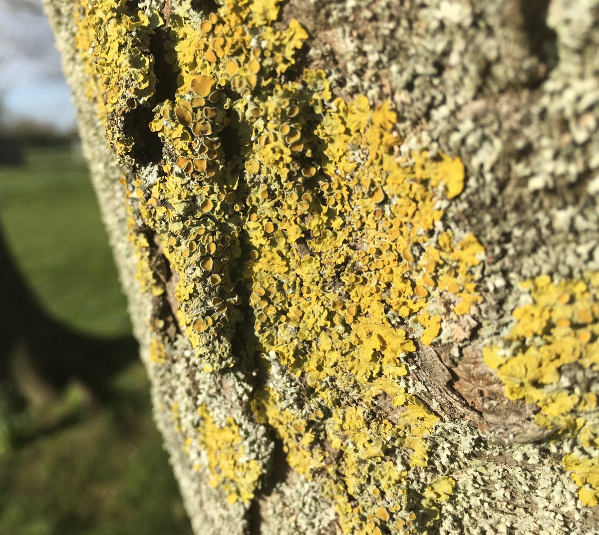 LaxtonJunior's tweet photo. Some more fabulous macro photographs from our #LJSYear5 photographers this week. #WeAreLJS https://t.co/Gl6DOwt6EF
