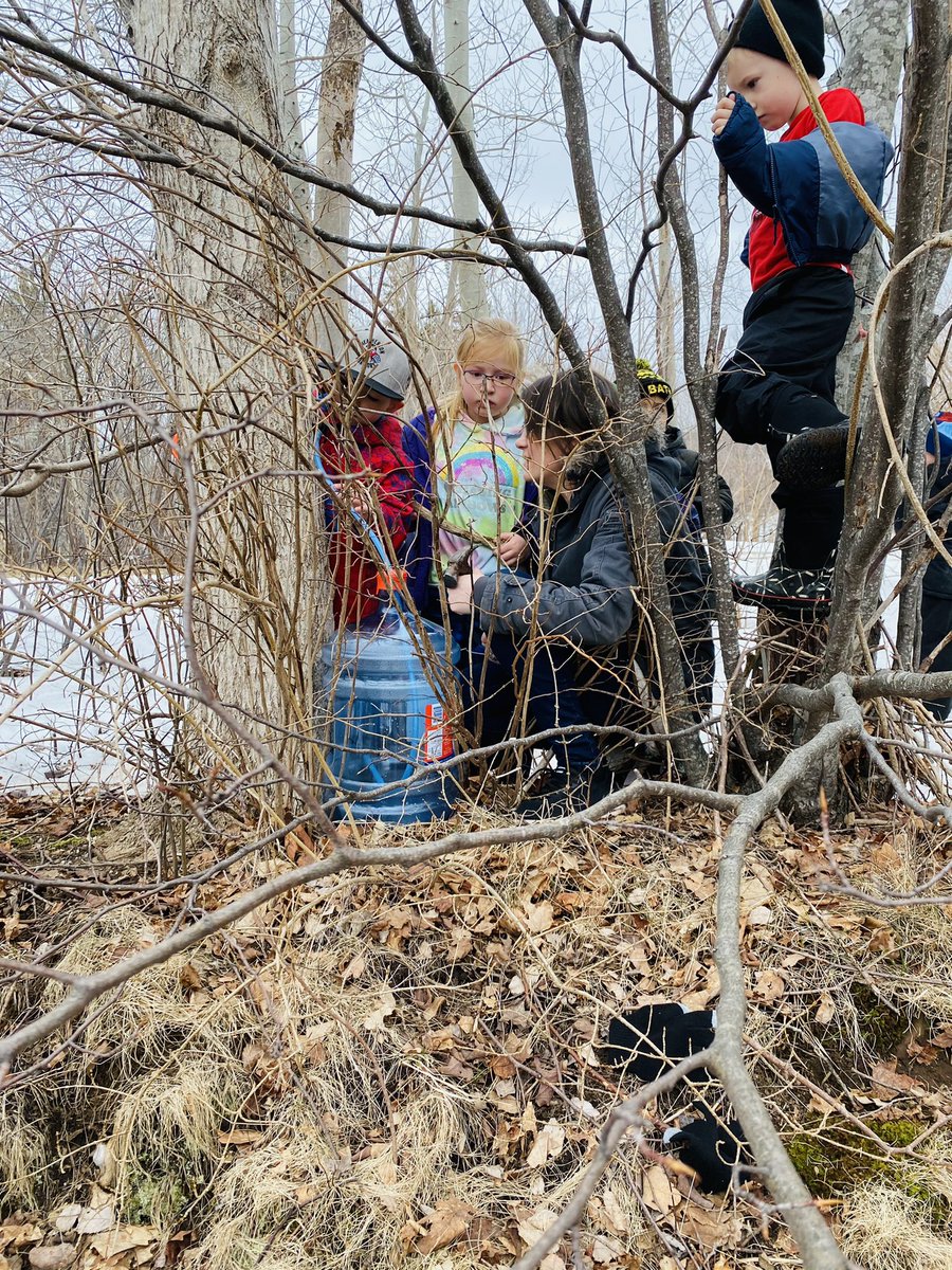 WhycocomaghEC's tweet photo. Our Primary students are learning how to tap Maple trees today! 🍁 https://t.co/DmgvSJbcPc