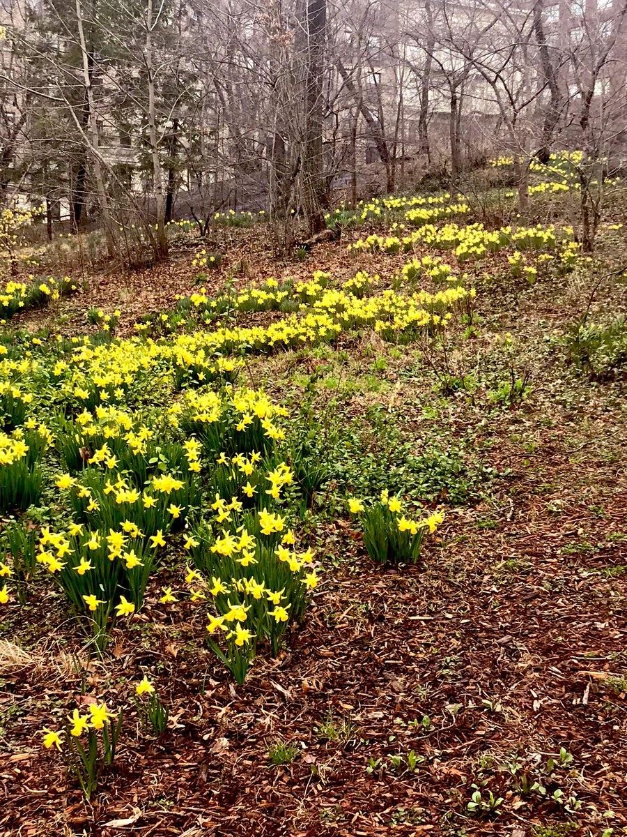 LauraSpurlin's tweet photo. Spring in the City  @spann https://t.co/3M0nM82zq4