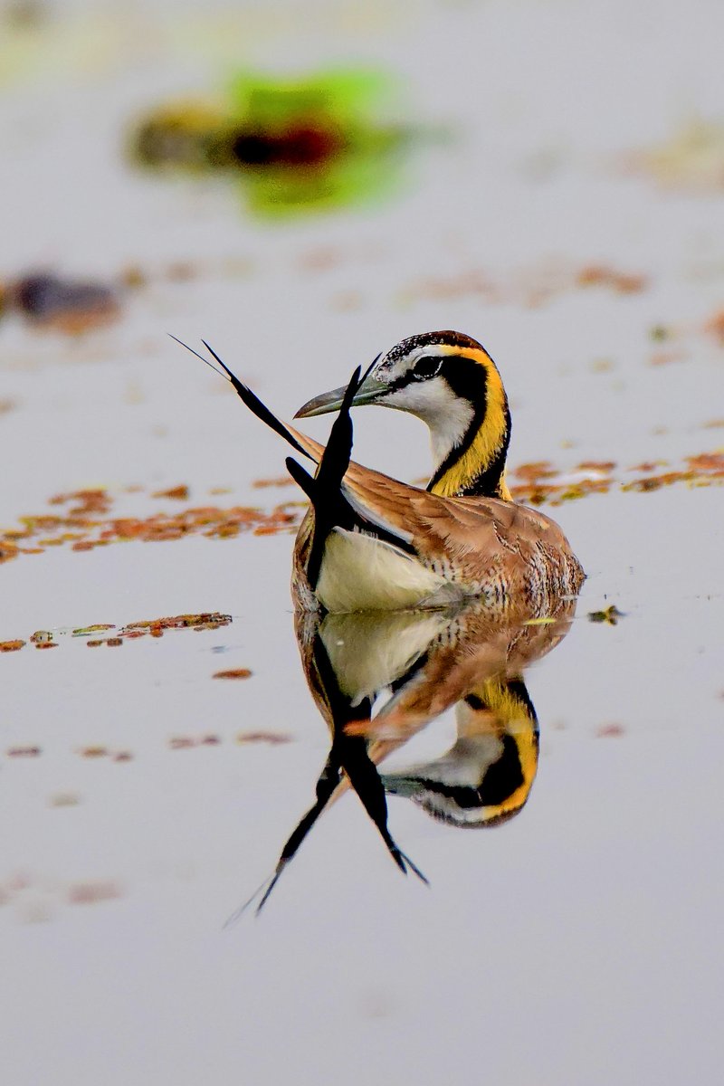 #pheasanttailedjacana
#BirdsSeenIn2021 
#birds
#birdphotography 
#birdwatching 
#bbcnature 
#bbcearth 
#natgeo 
#natgeowild
#natgeomagazine
#natgeonature
#natgeophotos
#yourshotphotographer