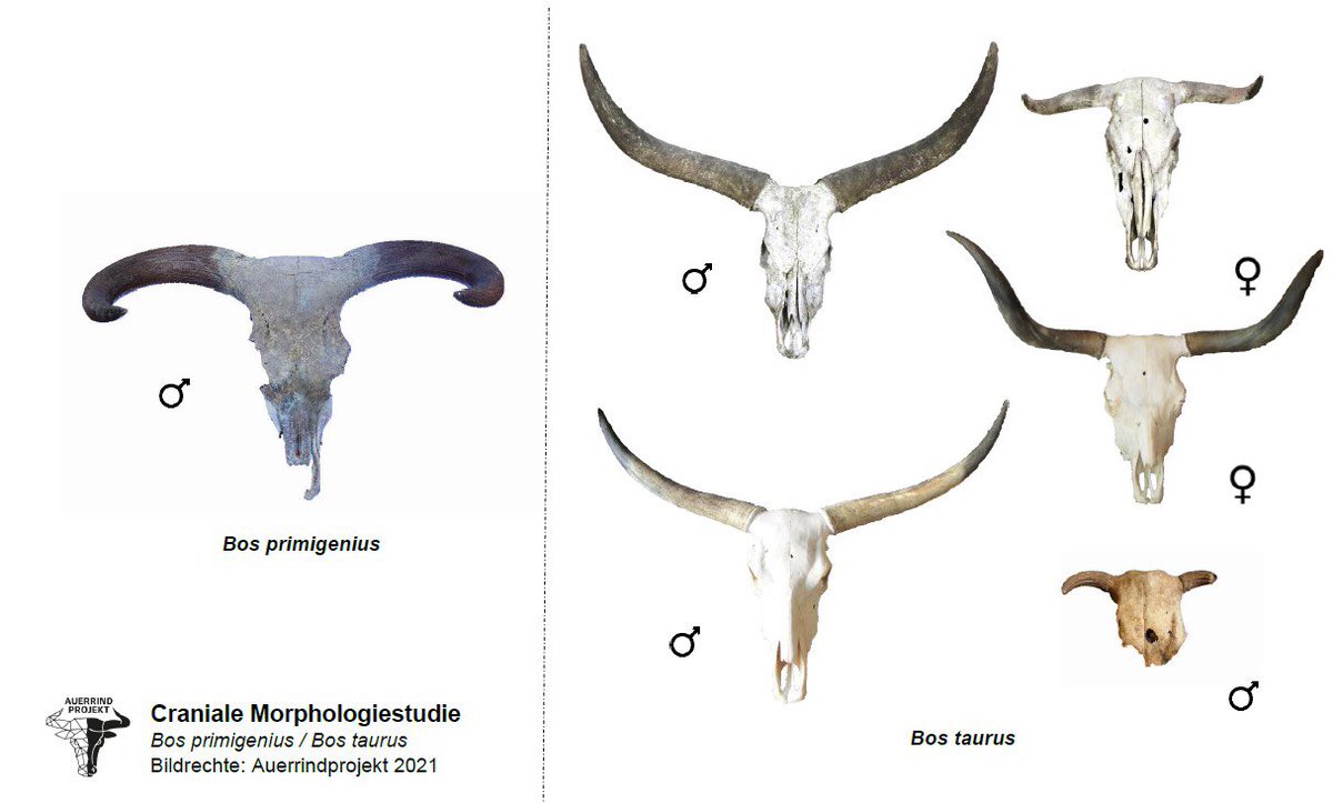 Auerrind Projekt tweet media