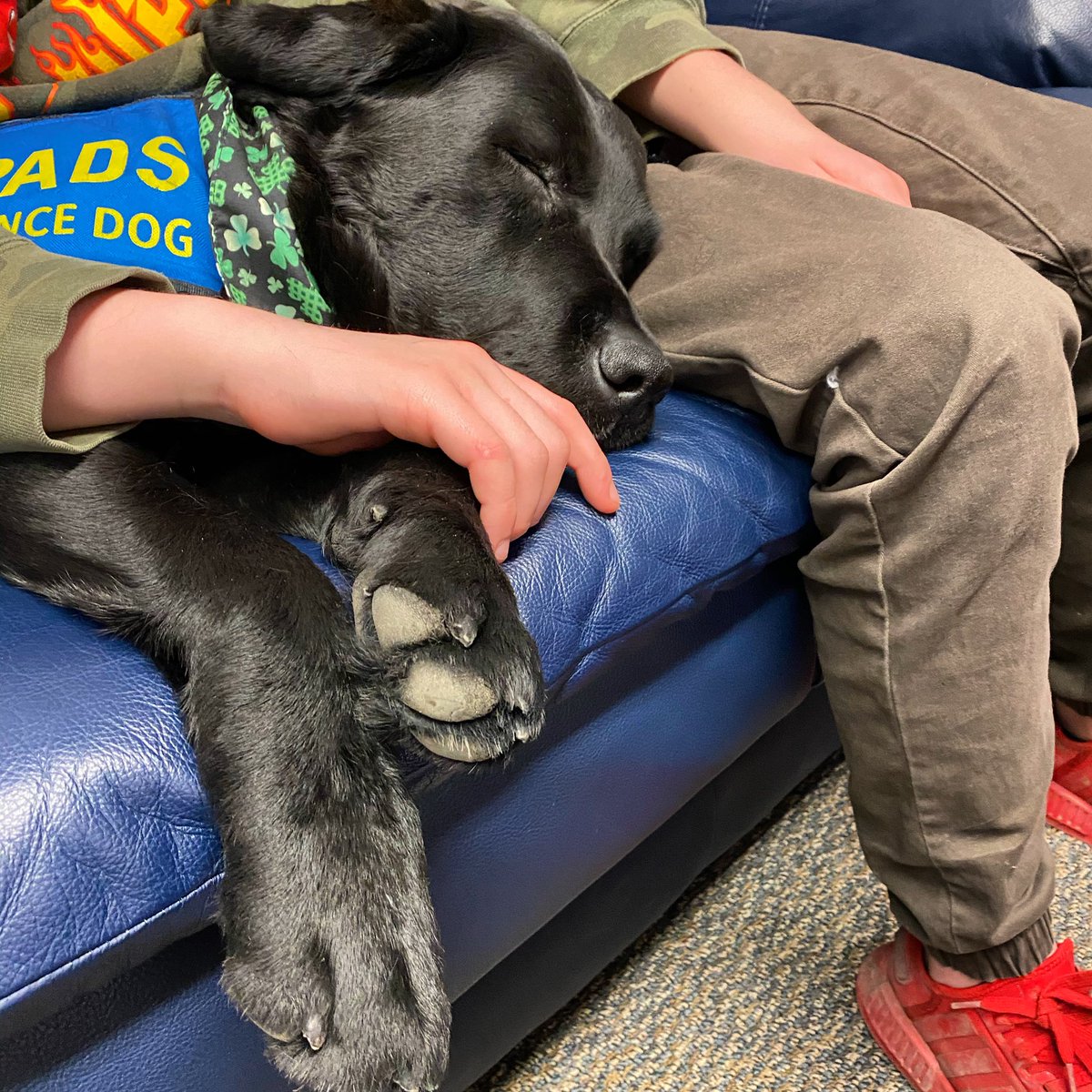 PADSk9Merlot's tweet photo. The judicial system can be tough. Talking to the #police ,yup it can suck. Going to #Court yup it can suck. But as one youth said, “Ya but you know what doesn’t suck? This dog! “. 🐾❤️ #pawsofstrength #feelgoodfriday #flashbackfriday #facilitydog #courthousedog #dogsoftwitter https://t.co/DxBvESC7Lt