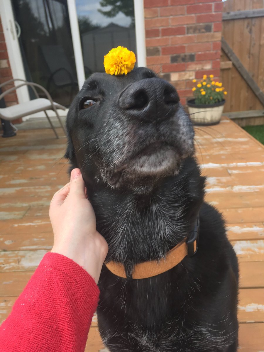 Laurier Dogs tweet media