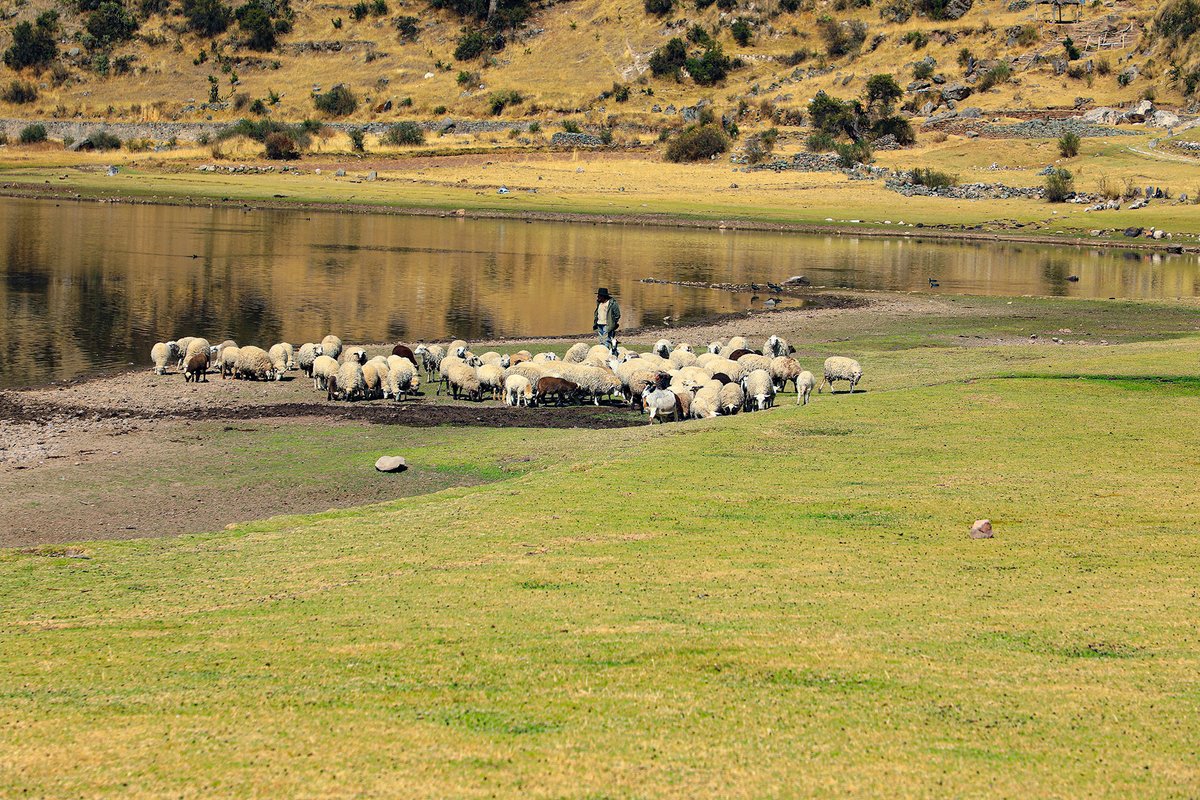 QhapaqNanPeru's tweet photo. Pomacochas, en #Ayacucho, fue construido alrededor de una laguna natural y el paisaje que lo rodea está lleno de simbolismos relacionados con el agua. En esta región, parte del #QhapaqÑan fue levantado sobre las antiguas vías construidas por los waris y algunos grupos locales. https://t.co/S0kJ0rOFeh