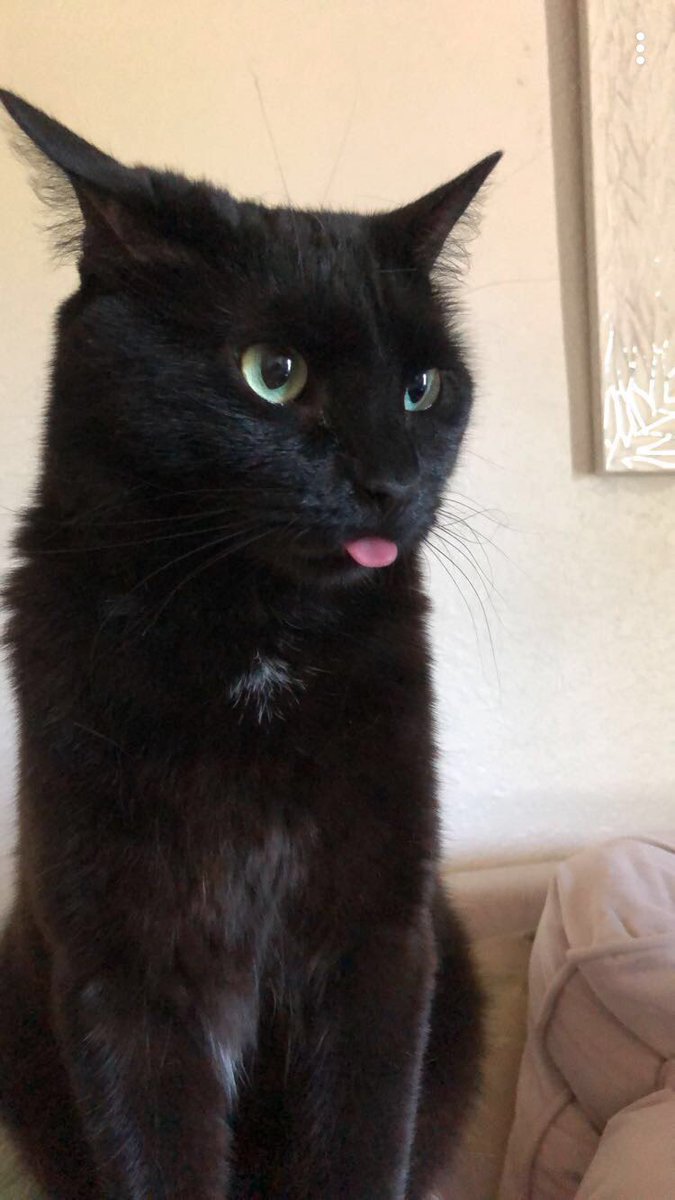 Jake_Jonzie's tweet photo. @GinJeremy Blep x2 https://t.co/oopEQAI0JF