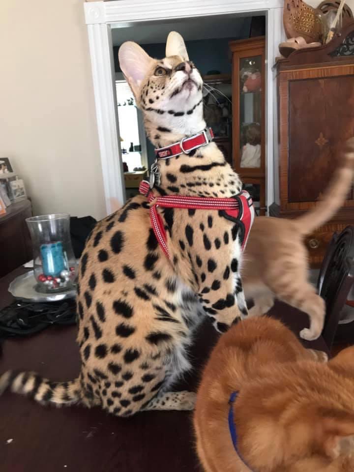 MsMassachusetts's tweet photo. @IamStevenT @JustinMcConney Happy Birthday 🎉🎊🎂🎈🎁 to Steven and my Serval cat Kovu that share a birthday.  How cool.  Love your friend “ Marshfield”. https://t.co/ZEKvYF1V1i