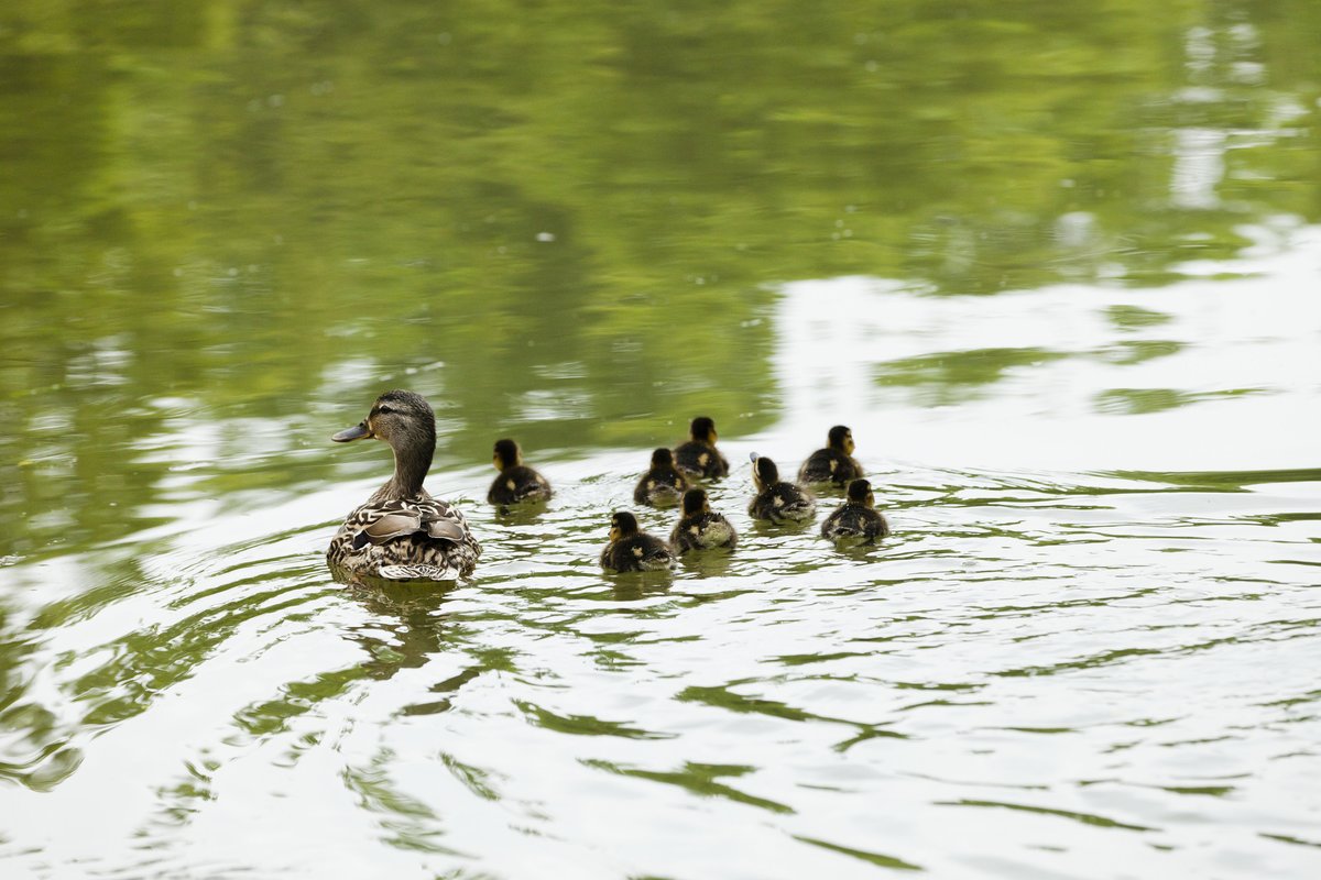 CanalRiverTrust's tweet photo. Each piece of #Plastic you pick up at your local canal helps to keep wildlife healthy. 
 
👉 Pledge to pick up a single piece of plastic for the #PlasticsChallenge: https://t.co/BNXBs21rvl

--

Thanks to players of @PostcodeLottery 👍 https://t.co/ZgC0yKPiWh