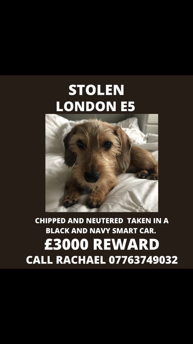littleraichie's tweet image. Find My Fur Baby Olive! PLEASE SHARE FAR AND WIDE - I’m beside myself #findolive #hackney #eastlondon #dog #daschund #minidaxie #clapton