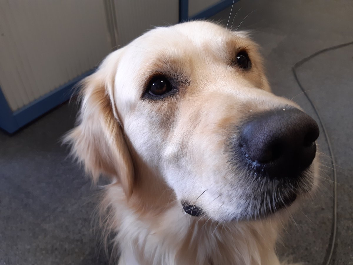 CDPStoday's tweet photo. Sometimes #SchoolDog Wilbur needs a break from class and takes up residence in one of his offices! 

@CDPSdogs #Cirencester #DeerParkSchool #CirencesterDeerParkSchool https://t.co/V3VqgRenyB
