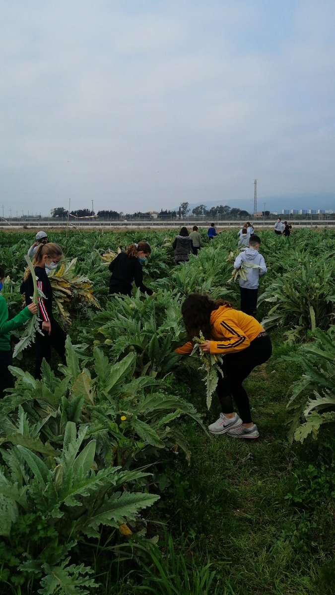 👩‍🌾Abans d'arribar les vacances escolars, aquesta setmana hem rebut la visita de les nenes i nens de l'<a href="/escola_stjosep/">Col·legi Sant Josep</a> i l'escola <a href="/PedagogiumCos/">Pedagogium Cos</a> que han après sobre l'hortalissa estrella del <a href="/ParcAgrariBaix/">Parc Agrari del Baix Llobregat</a>: la carxofa! #MesDeLaCarxofa #MengemCarxofa
