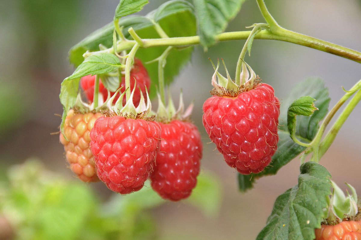 🎥 Recording now available ❗

New selections and varieties from the Raspberry Breeding Consortium.

This webinar outlines the advantages and attributes of the best performing new raspberry selections.

💻Watch now: ow.ly/nBEq50E9tzU