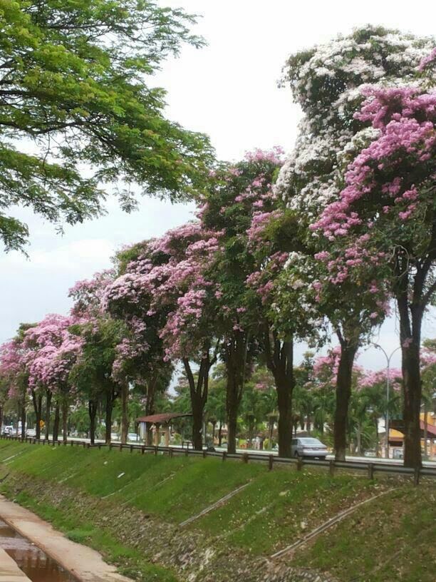 hadi_nor's tweet photo. Boleh ke kita berhenti gunakan nama "sakura" atau "sakura Malaysia" untuk pokok ni?

Nama dia Bungor, kita boleh bangga dengan cakap ni Pokok Bungor, sebagaimana org Jepun bangga dengan sakura diorg. https://t.co/4BtY63Sob7