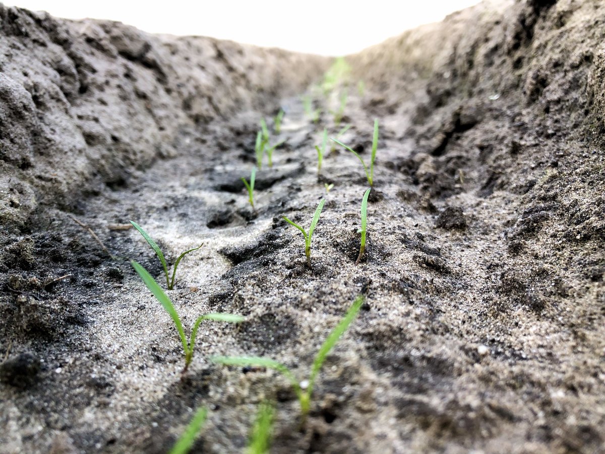 De eerste wortelen 🥕 staan er ook al weer op! Deze zijn vroeg gezaaid en toen afgedekt met geperforeerde folie zodat de grond sneller opwarmt.  #Voorjaar