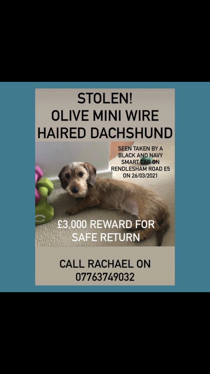 STOLEN DOG - taken from E5 #FindOlive #London #stolendog #dog #daschund #puppy #hackney #eastlondon #london #lost #stolen