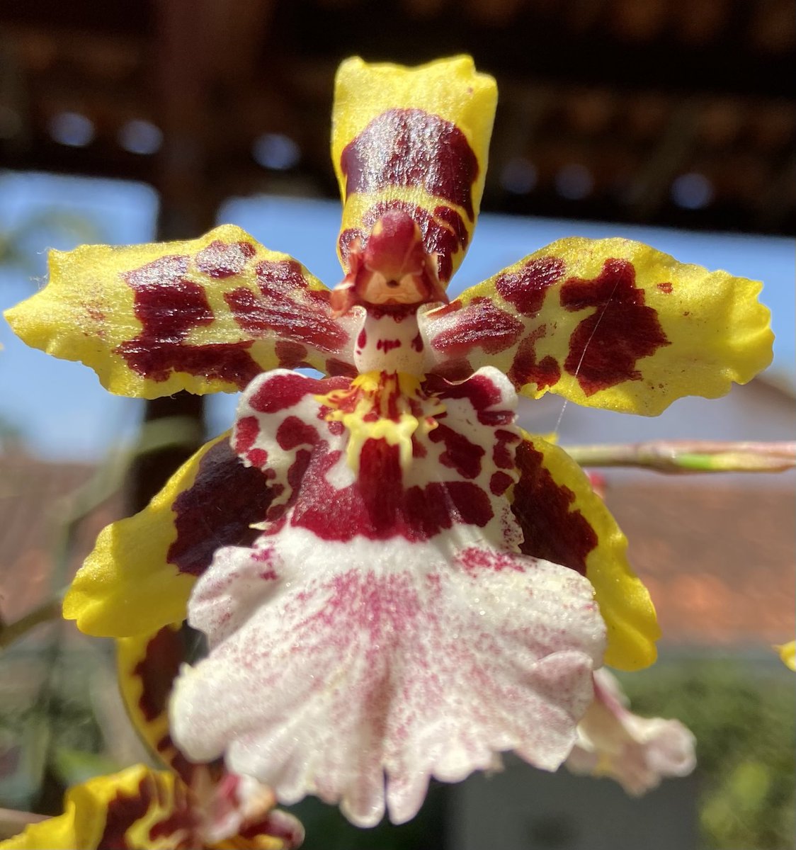 Orquídea Deus seja louvado
