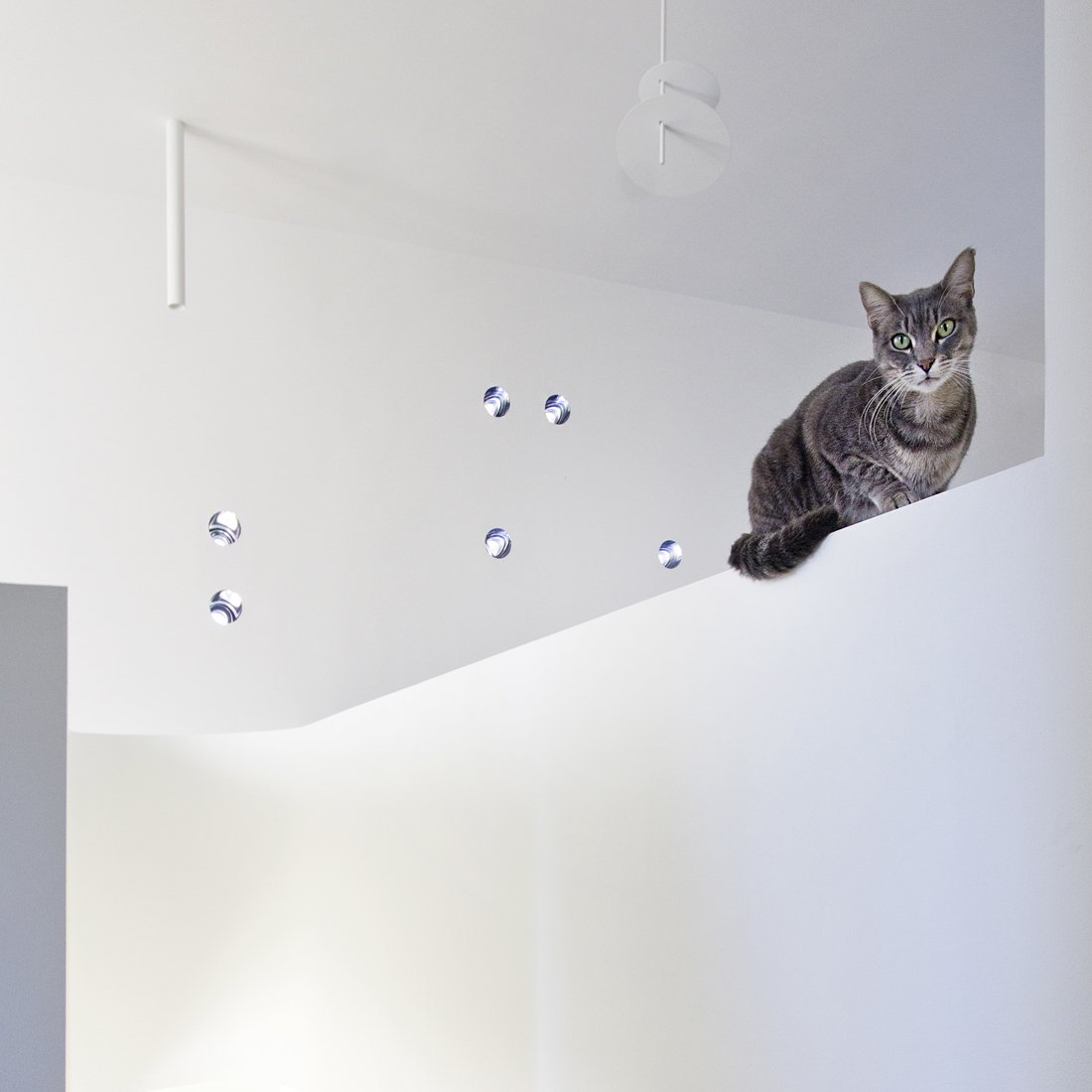 All architectural photography should include cats, shots from @francescaperani's Yellow and Terrazzo project in Bulciago, IT covered in my @Architizer piece