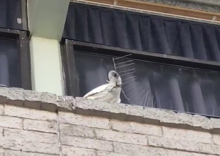 seanw_m's tweet image. fearless cockatoo dutifully removes hostile avian architecture. this is praxis
