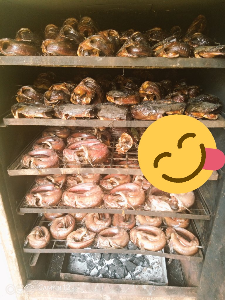 @Mr___Pi @azeez_temilola @AjaguNaomi @AM_Aleyu @King_Rated100 @lomosoph12 @omoyeeeh @softboination @adedoyinanike @AdeyemiSijuwade @mavismoney1 @AdenikeNIMA DM for your delicious dry cat fish, you can also call me on this number +2349064573922, WhatsApp me on this +2348100739666