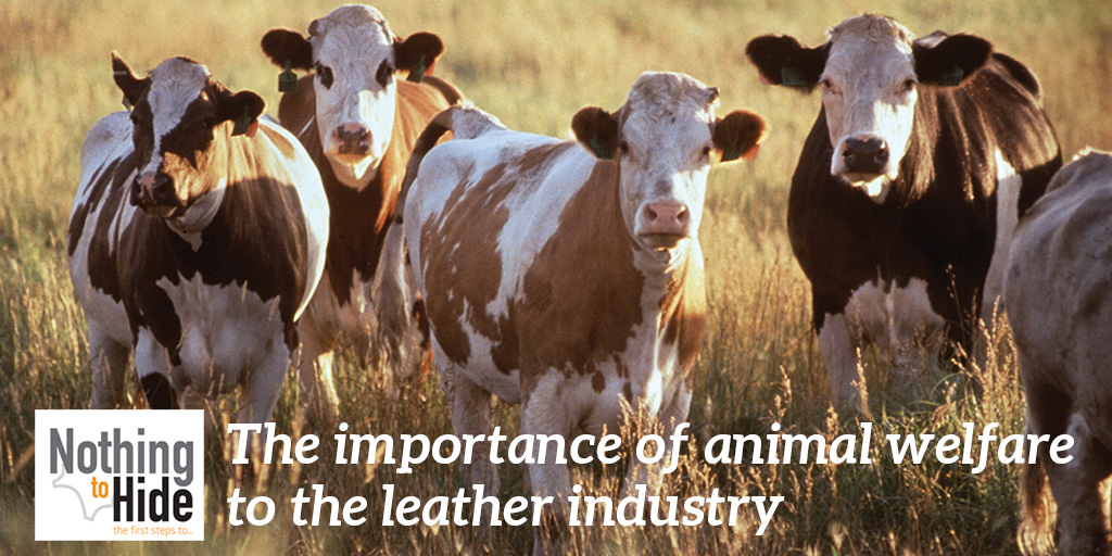 WTPworldleather's tweet photo. Nothing To Hide update: new version of essay two available.

 https://t.co/tdSOpVWhiw
#leather #welfare #upcycle https://t.co/AzM7TQ6zPh