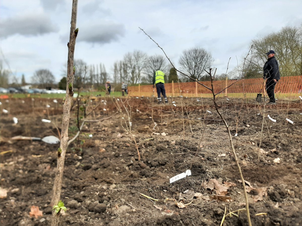 DiscoverDearne's tweet photo. 600 trees 6 soggy people 2 hours-and a Tiny Forest is born! With @DearneAreaTeam &amp; volunteers we dug hard to create Brick Yard Ponds Tiny Forest in Goldthorpe for @AstreaDearne &amp; the community learn about trees &amp; climate change. @earthwatch_org  @BarnsleyCouncil @BarnsleyMuseums https://t.co/3iWOhlf88e