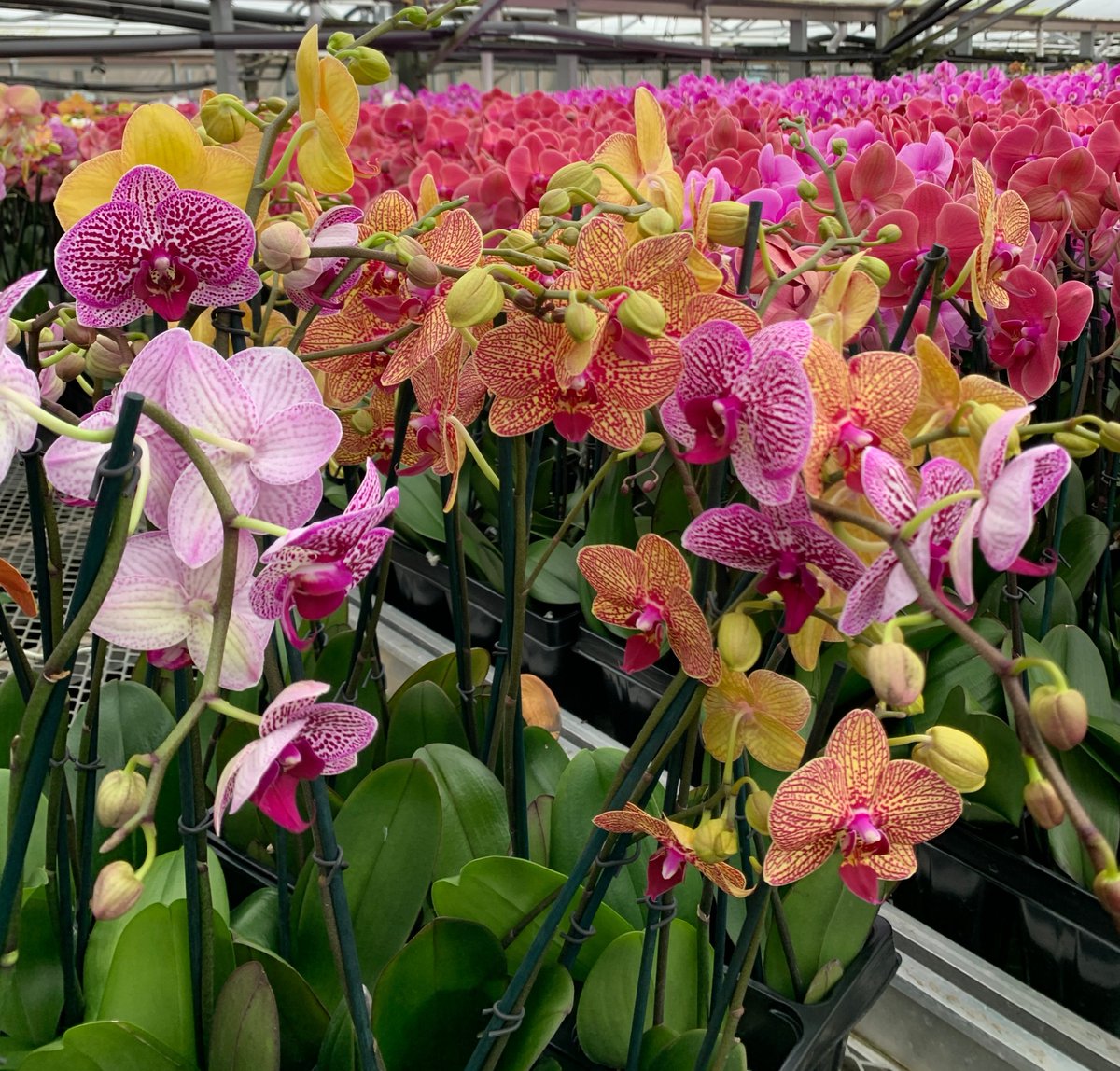 SVOrchids's tweet photo. How could you ever get tired of that view, purely breathtaking ~😍
 #orchidlover #urbanjungle #plantas #homestyling  #orchidlove #phalaenopsis  #orchids #plantmom #plantaesthetic #orchidcollection #planteriordesign #plantsplantsplants #plantaddict #plantcollection #greenspace https://t.co/nmi0qMT0Jl