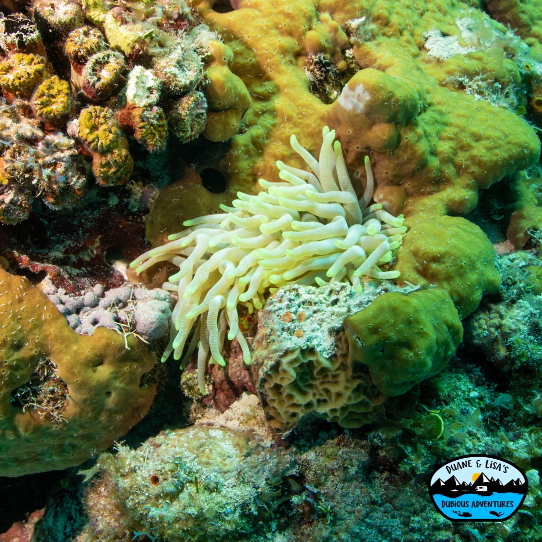 dldadventures's tweet photo. The Giant Anemone is the largest, and one of the most common, sea anemones you'll find in the Caribbean. They can grow up to 12 inches. #Caribbean #diving #underwater #cozumel #GiantAnemone #Scuba #Anemone #ocean 
📸 @DuaneNewman
🐠 Lisa #GirlsThatScuba https://t.co/nQNnhzMISJ
