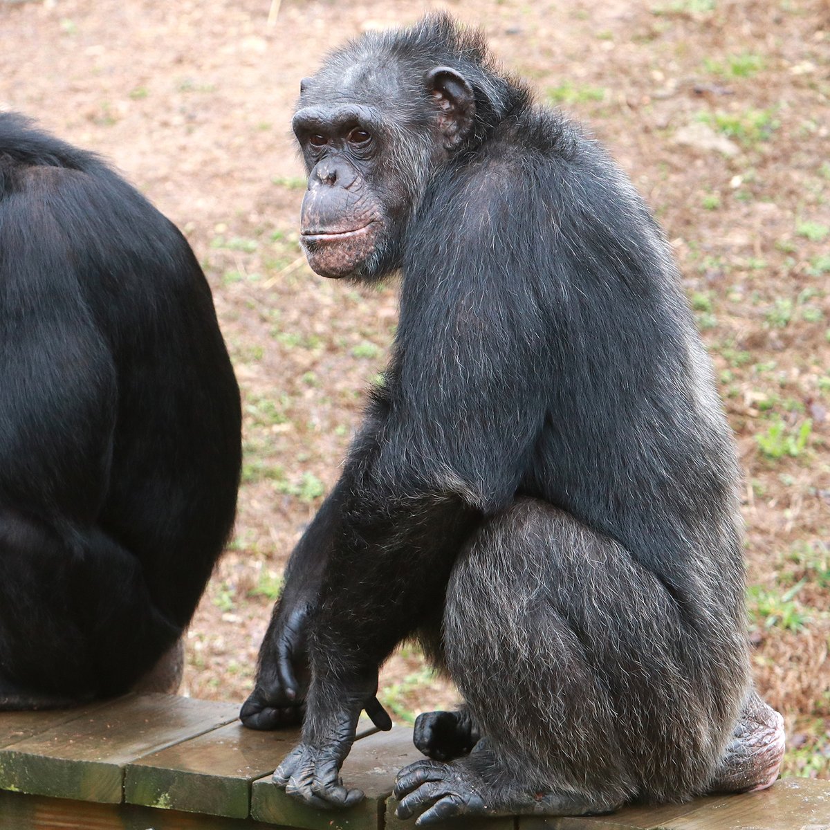 projectchimps's tweet photo. Today is Good Hair Day! LB not only has one of the most unique names of all the chimps in our sanctuary, she is also one of the most distinctive looking residents here with her silver hair and light grey face! #LBChimp #ProjectChimps #chimpanzees #chimps #chimp #GoodHairDay https://t.co/ESFhSdZpeT