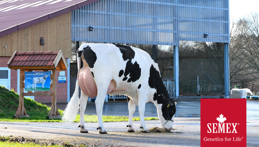 Semex tweet picture