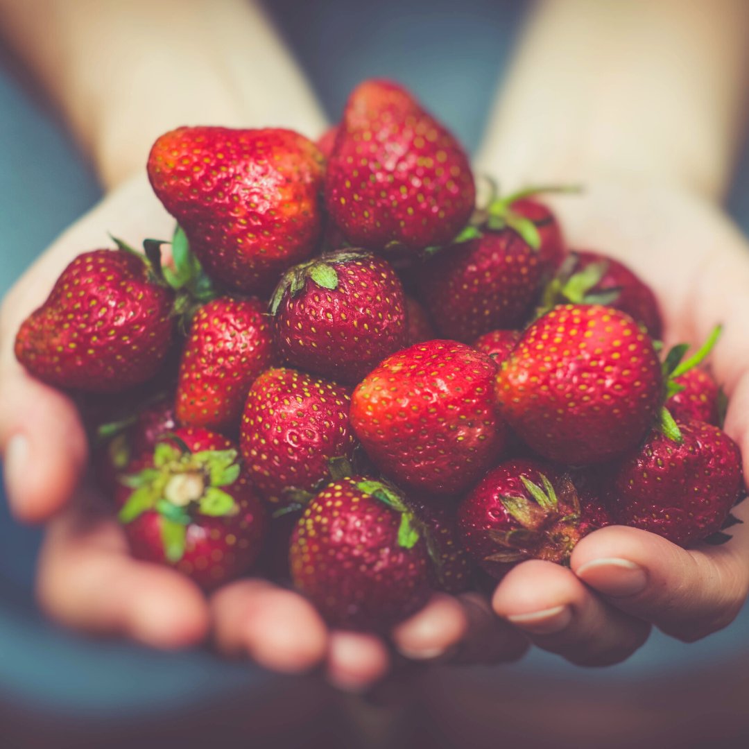 FITNESS19WESTER's tweet photo. Can strawberries help you lose weight? Read more to find out: https://t.co/rqAmdHSjUU

#Fitness19Westerville #Gym #PersonalTrainer #PersonalTraining #FitFoodFriday #HealthClub #PhysicalFitnessProgram #WeightLossService #BootCamp #FitnessClub https://t.co/w0oxME6nJZ