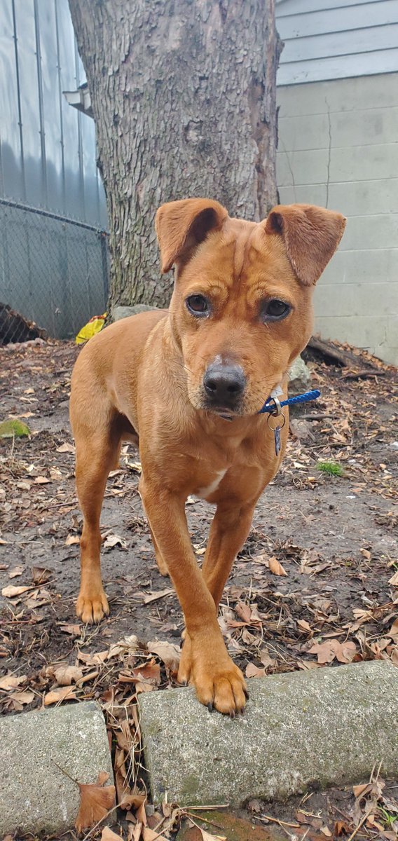 kyhumane's tweet photo. Meet our special needs sweetie Maui! 2-year-old Maui is 28 lbs, blind &amp; has cerebellar hypoplasia that causes him to occasionally lose balance. He's also on daily medicine for IBD. This darling loves people &amp; mostly likes to nap &amp; cuddle. Info: https://t.co/mWrdBOYfn8 https://t.co/TMABY8BJ5y
