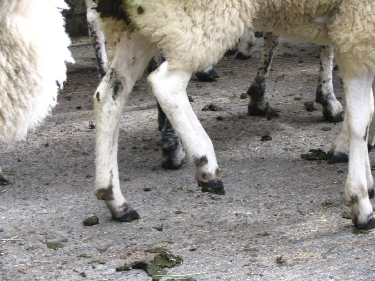 Fantastic #phd opportunity for #teamsheep person interested in #microbiology &amp; reducing antibiotics.
Using novel liquid bandage to treat lame sheep <a href="/SVMSCMRG/">VetMicroResearch</a>  <a href="/NottinghamVets/">University of Nottingham Vet School</a> 

nottingham.ac.uk/bbdtp/case-202… 

Please RT