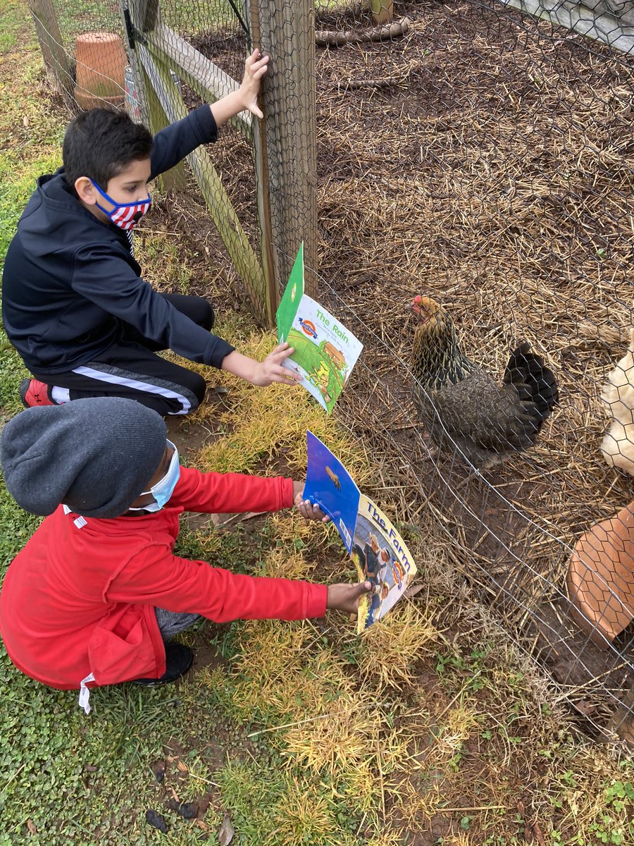A few minutes without rain this Friday and we got to read to the chickens ❤️ these reading leaders even thought to show the pictures to the chickens 🐔 🐓 <a href="/CombsCatchUp/">Combs Catch Up</a> #leaderinme