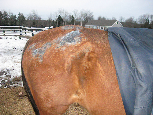 TFC_TrainingEd's tweet photo. MISCONCEPTIONS ABOUT RAIN ROT IN HORSES
A thread written by our friends at MannaPro.

#RainRot is not a skin condition that occurs only due to neglect or poor care of the #horse. Even the most diligent #horseowner who provides the best care can have a horse experience rain rot. https://t.co/k6sIMSjkDh
