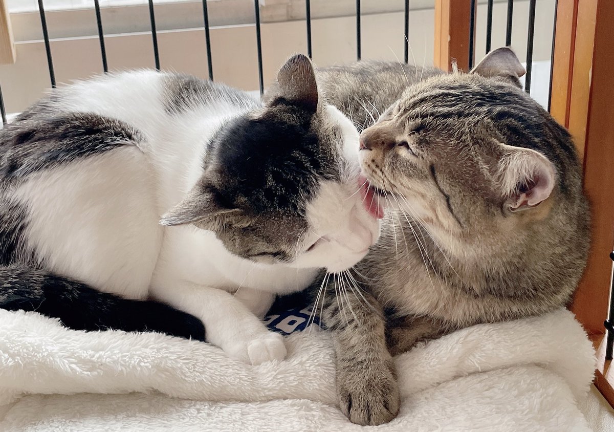 micari93's tweet photo. 仲良しな猫���んを見て癒されました。
多頭飼いしたくなるー！ https://t.co/FnogIVfzT4