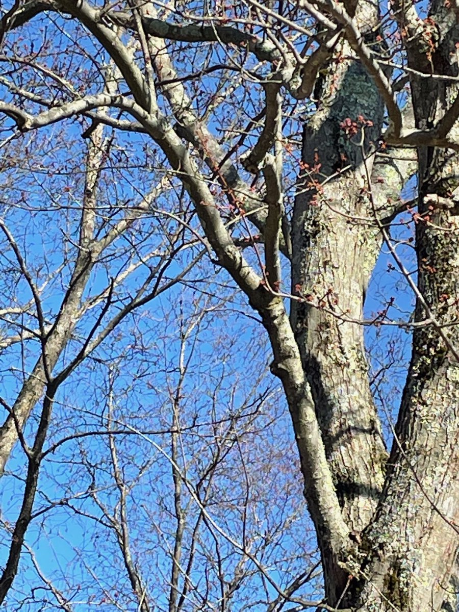 MrsPerrys_Class's tweet photo. Learning from each other is a powerful teaching tool. Students connect with their classmates remotely to share their knowledge and to show what they know! Blake took picture of spring to share and Avery wrote what happens in springtime! Jackson took photos, too! Way to go!🐯 https://t.co/AFve5QYXFm
