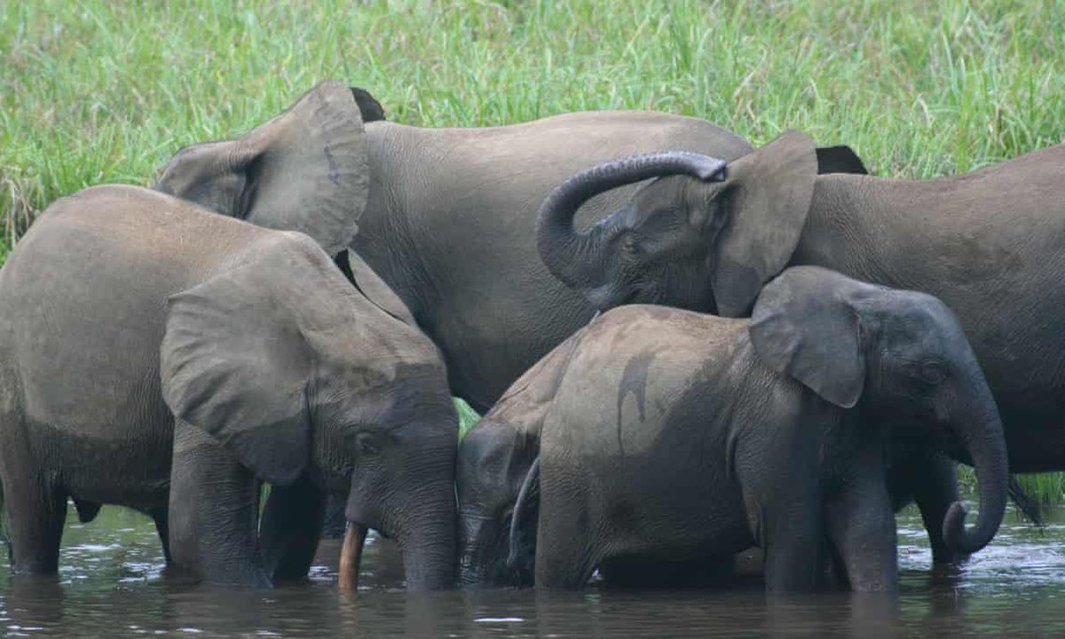 ElephantCouncil's tweet photo. Africa’s forest elephant has been largely overlooked. Now we need to fight for it |  Lee White @LeeWhiteCBE 
https://t.co/sODkHQ7B4V https://t.co/AUvSDCTcmo