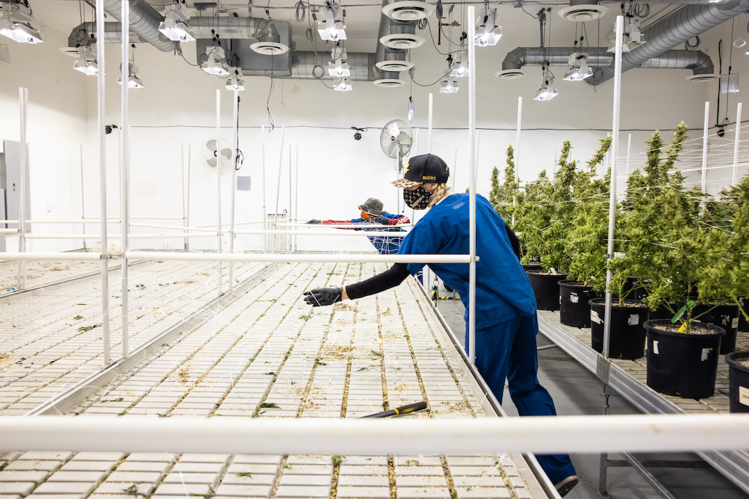 theflowershopaz's tweet photo. We just finished another harvest this week and we can't wait until you meet our #NewBuds coming soon! 👀

#TFS
#FreshBuds
#FlowerPeople
#GrowWeedEveryday https://t.co/q4AXmBN24g