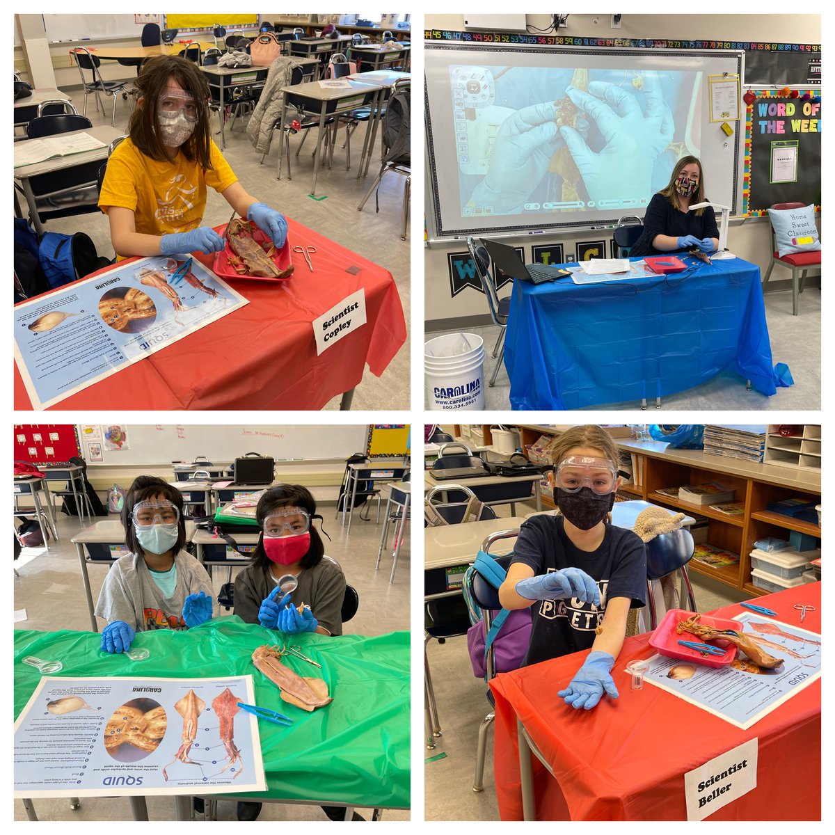Our 4th Grade Scientists loved dissecting a squid in class!