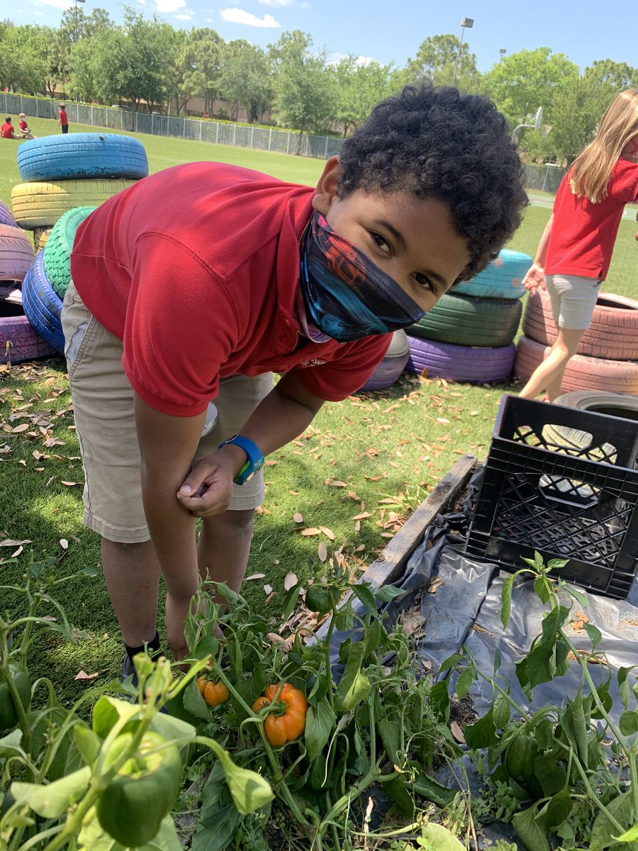 palms_west's tweet photo. 1st grade has been hard at work growing their vegetable garden this year and it's paid off! @CSUSAhq @drdchristiansen @EddieRuiz531 @galatop1 #PalmsWestCharter #CSUSAProud #WhereGreatHappens #GrowingLeaders #OneTeamOneFight #HomeLearning #Gardening https://t.co/JFH1lpmQcl