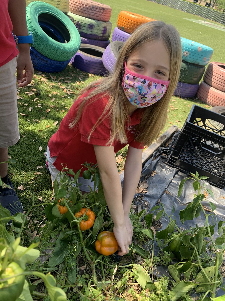 palms_west's tweet photo. 1st grade has been hard at work growing their vegetable garden this year and it's paid off! @CSUSAhq @drdchristiansen @EddieRuiz531 @galatop1 #PalmsWestCharter #CSUSAProud #WhereGreatHappens #GrowingLeaders #OneTeamOneFight #HomeLearning #Gardening https://t.co/JFH1lpmQcl