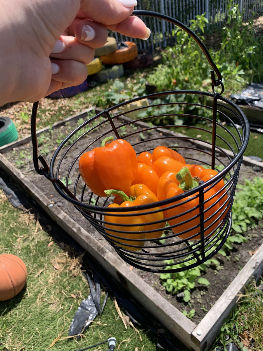 palms_west's tweet photo. 1st grade has been hard at work growing their vegetable garden this year and it's paid off! @CSUSAhq @drdchristiansen @EddieRuiz531 @galatop1 #PalmsWestCharter #CSUSAProud #WhereGreatHappens #GrowingLeaders #OneTeamOneFight #HomeLearning #Gardening https://t.co/JFH1lpmQcl