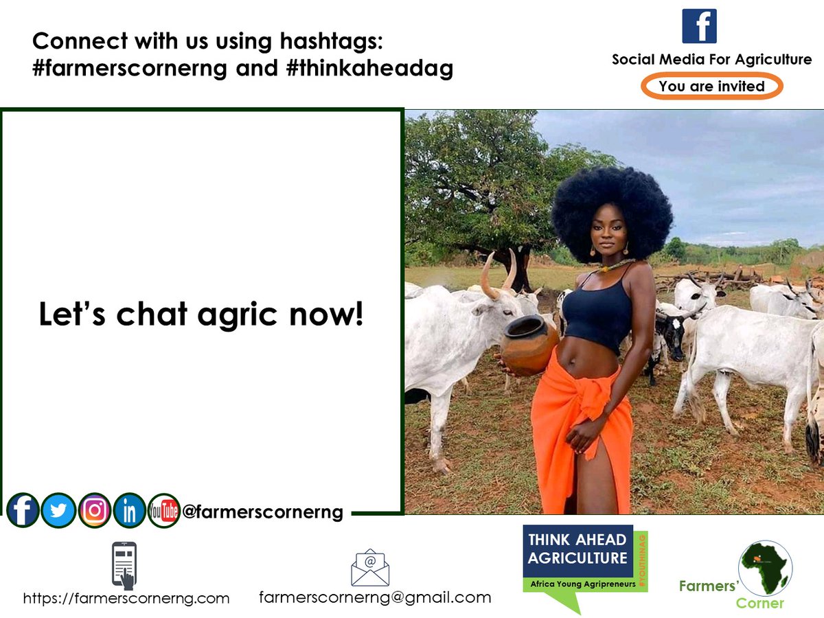 farmerscornerng's tweet photo. Why did you say no RUGA?
Give minimum of a reason. No political talk. Tag a friend. #agchatnow #ruga #settlement #farming #method #farmers #ranch #foodsystems #modern #agripreneurs #naijadiaspora #naija #foodbank #policy #agribusiness #thinkageadag #rethinkagric #farmerscornerng https://t.co/ZO1JEnDAnc