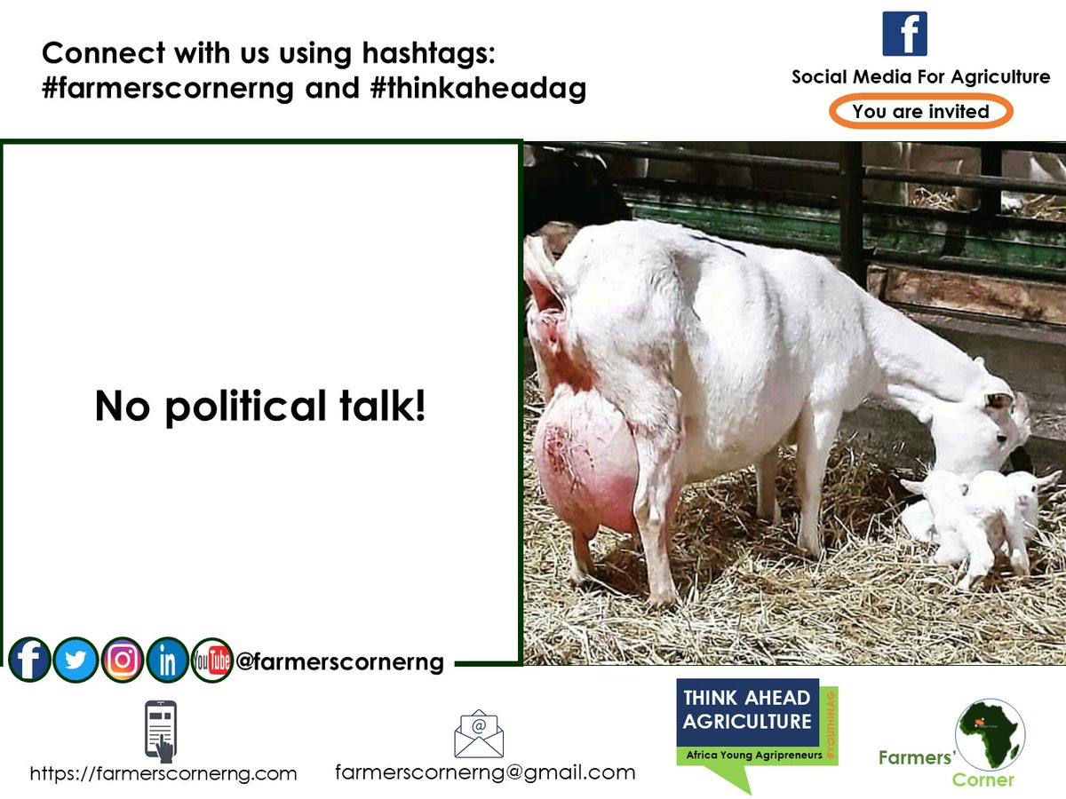 farmerscornerng's tweet photo. Why did you say no RUGA?
Give minimum of a reason. No political talk. Tag a friend. #agchatnow #ruga #settlement #farming #method #farmers #ranch #foodsystems #modern #agripreneurs #naijadiaspora #naija #foodbank #policy #agribusiness #thinkageadag #rethinkagric #farmerscornerng https://t.co/ZO1JEnDAnc