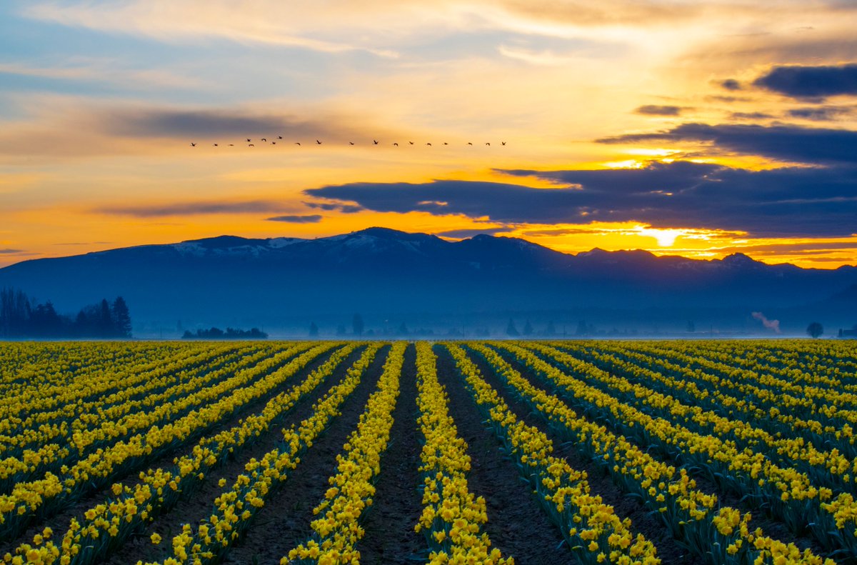 Spring has sprung, and Skagit Valley is showing off (as it should) 😍 (📸: Brian H. / Chime In)