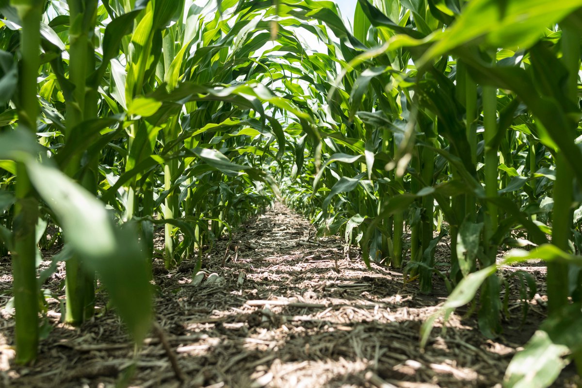 Know2Grow Alert - Optimizing Corn Plant Population
nordersupply.com/agronomy/optim…
