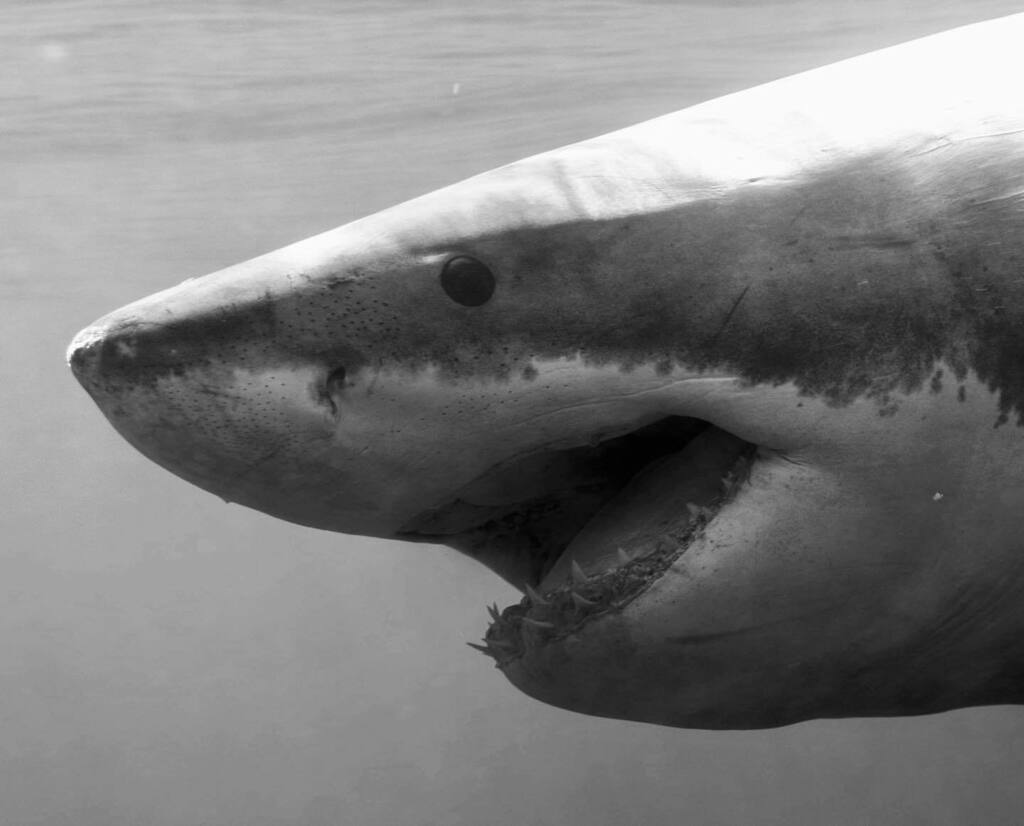 Shark Diving Xperts tweet media