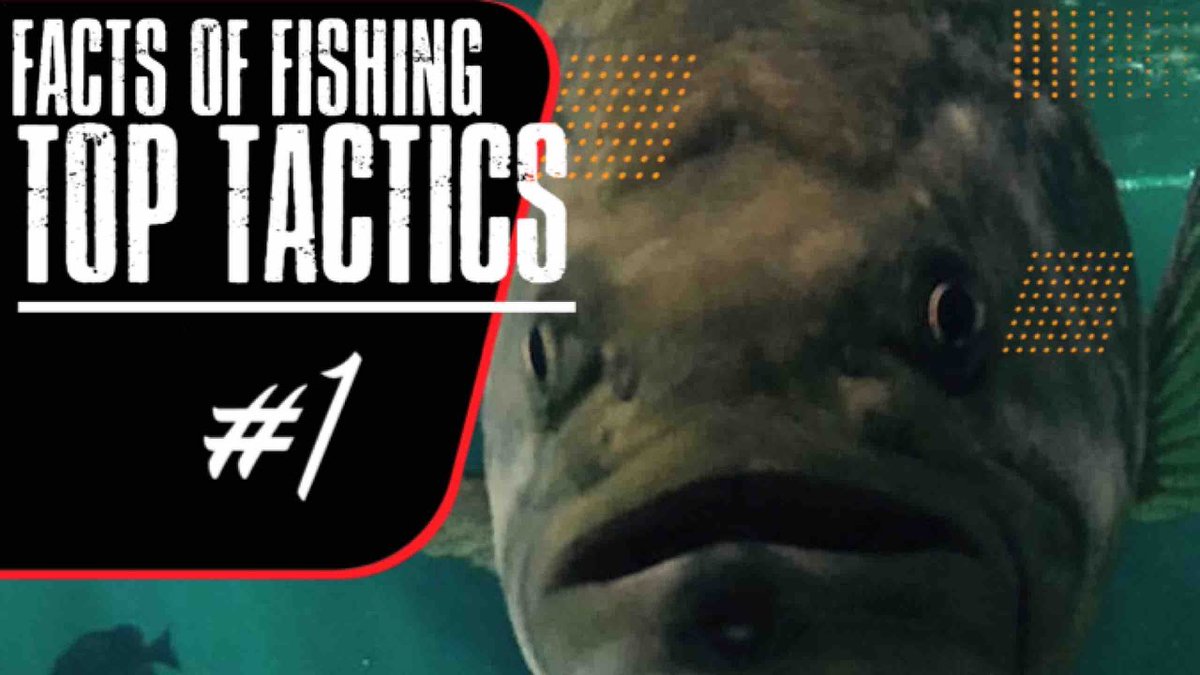 #Top #Tactics #1 - #Dave ...
 
fogolf.com/295811/top-tac…
 
#Basspro #costasunglasses #eagleclaw #lazerTrokar #livetarget #wootungston #yamahamotorcanada #creelake #phoenixboats #Trokar #yamahaoutboards #yeticoolers #Abugarcia #Bassproshops #Berkley #BigPike #Cabelas